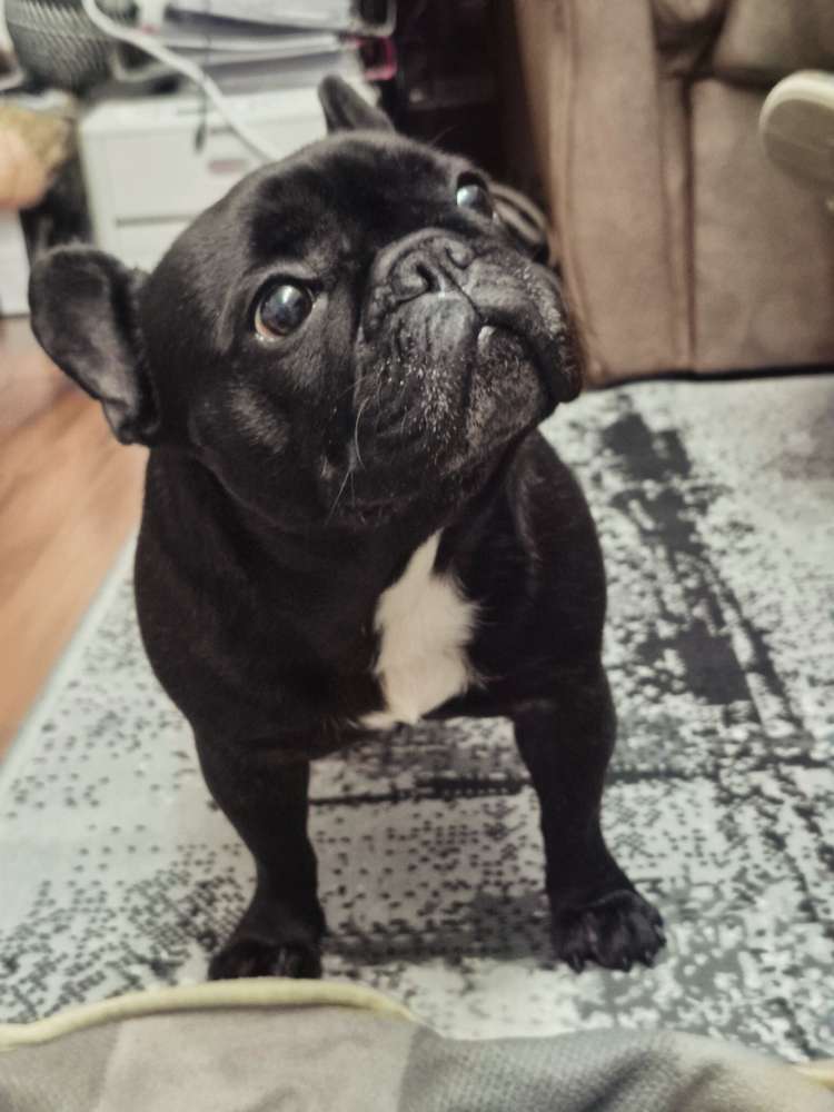 Hundetreffen-playdate/social walks-Profilbild