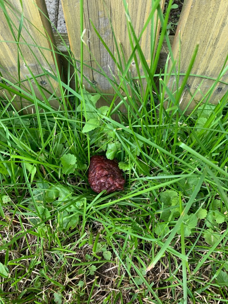Giftköder-Hackfleisch am Feldweg beim Kreuzhof-Profilbild