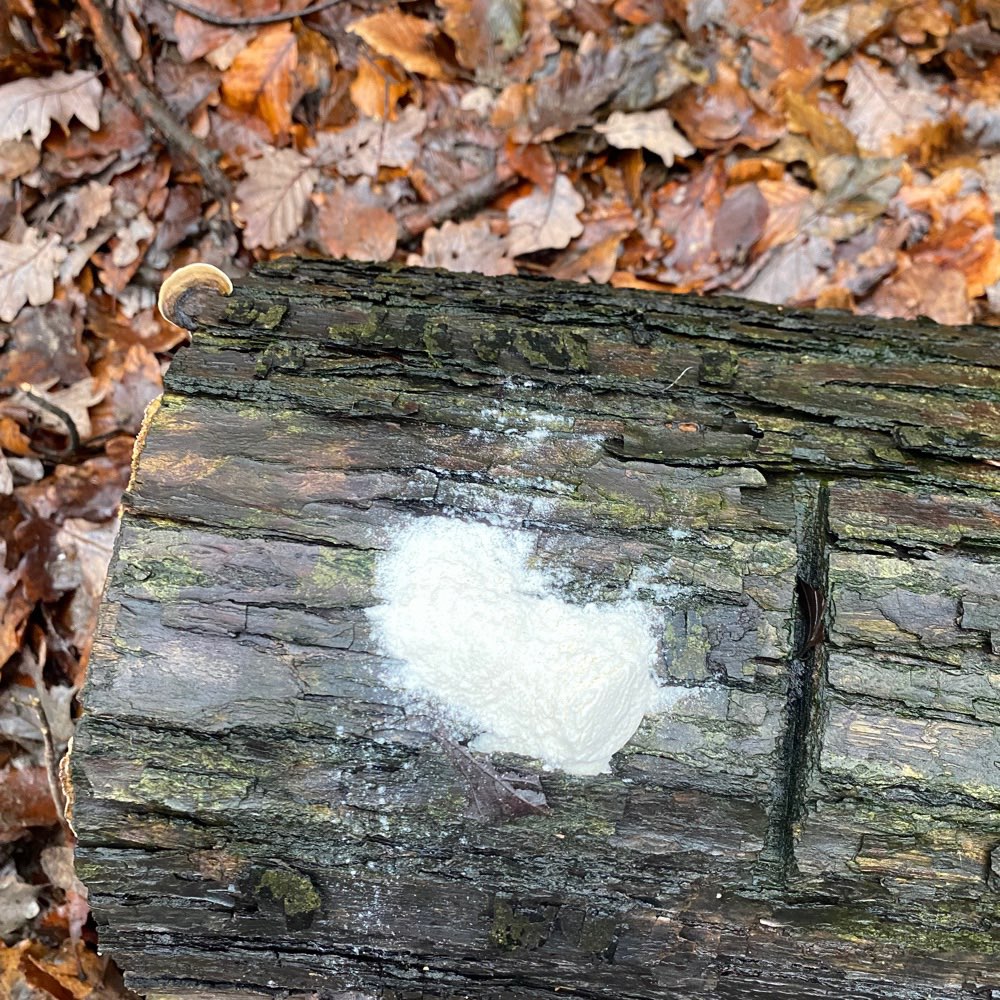 Giftköder-Rattengift-Profilbild