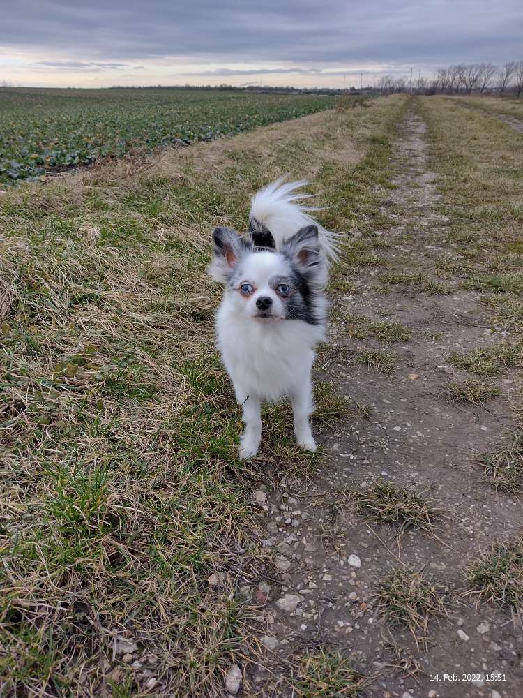 Hundetreffen-Gemütliches Gassi gehen 🤗-Profilbild