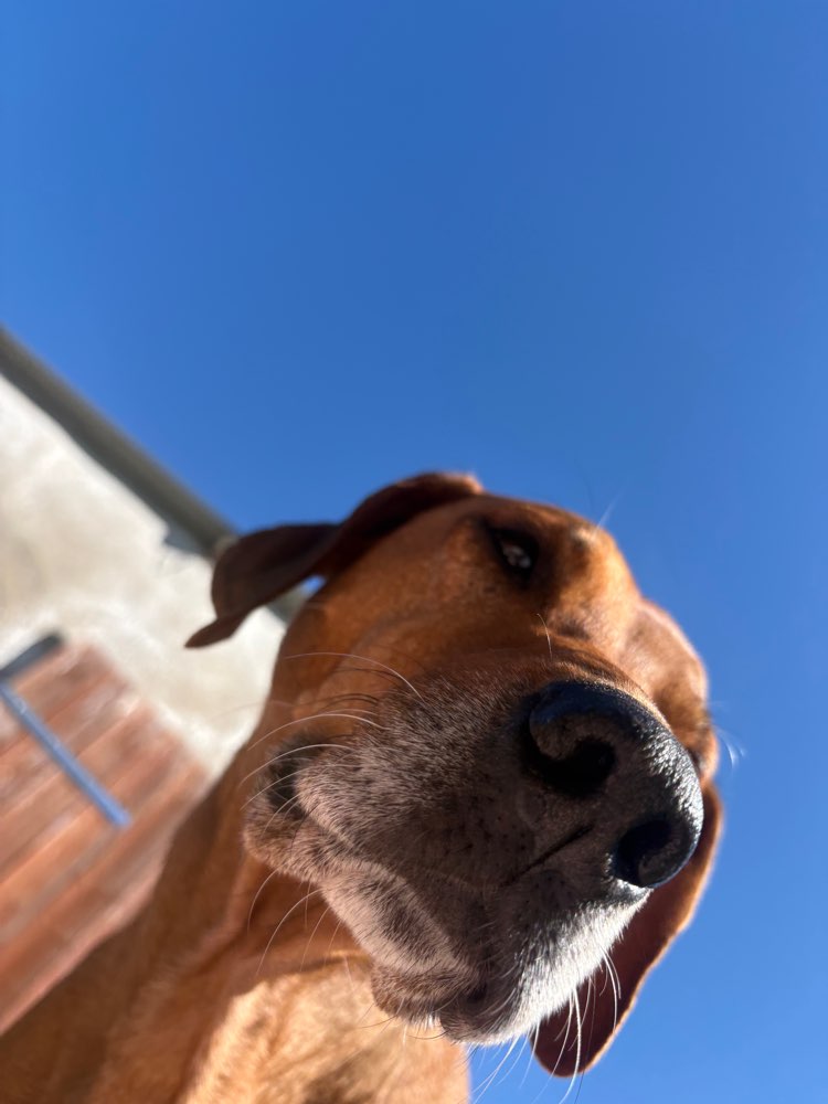 Hundetreffen-Senioren Gassi-Profilbild