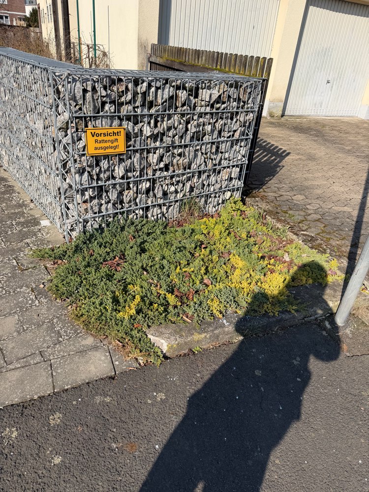 Giftköder-Rattengift-Profilbild