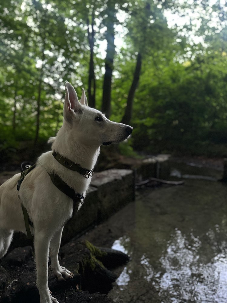 Hundetreffen-Spazieren und Trainieren-Profilbild