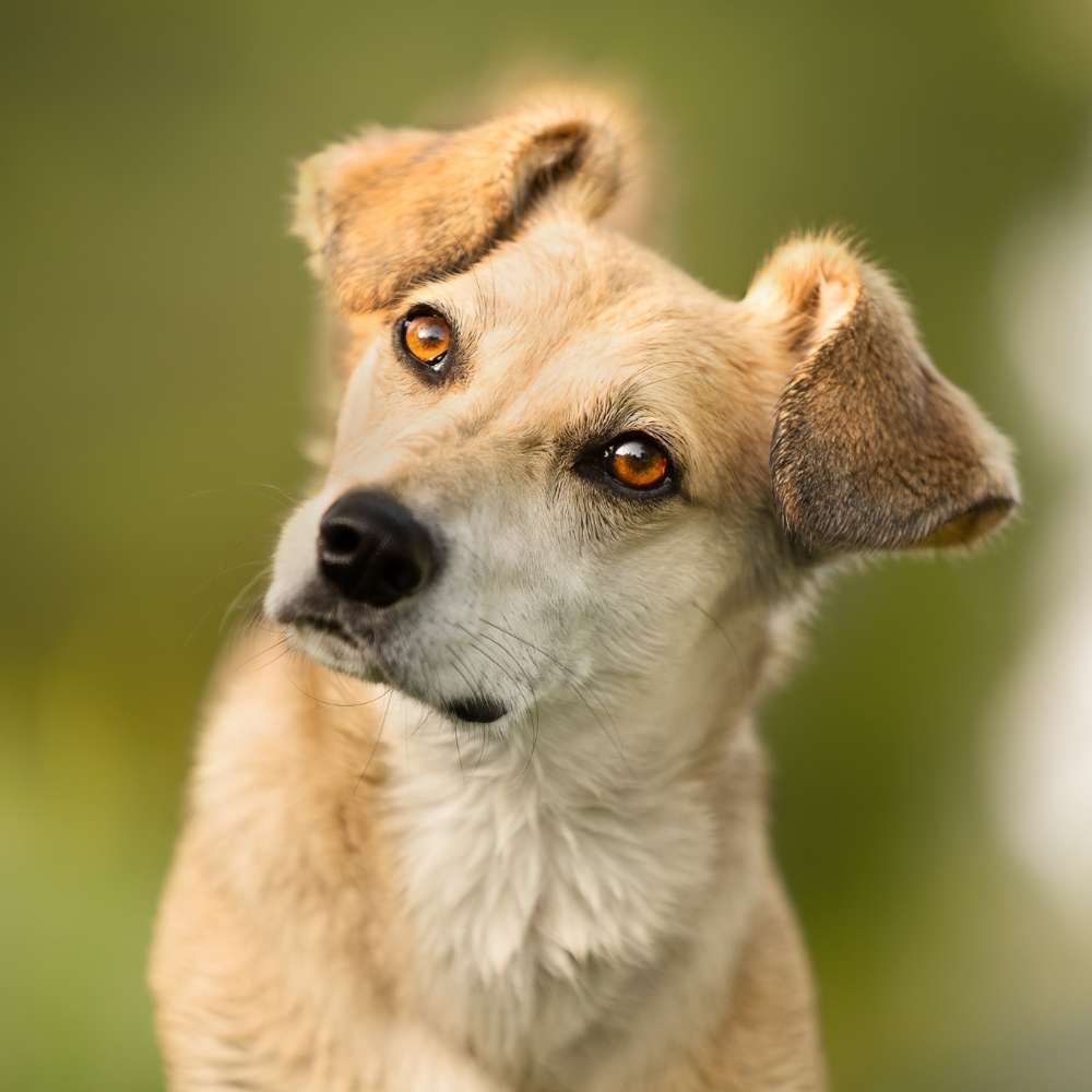 Hundetreffen-Freunde für Archie-Profilbild