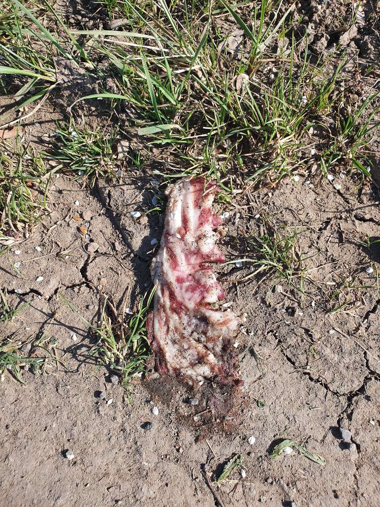 Giftköder-Rohes Fleisch-Profilbild