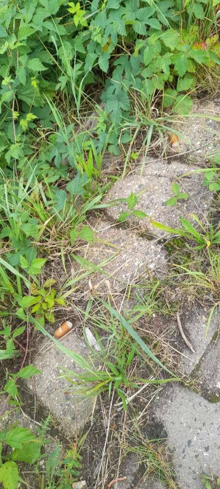 Giftköder-Wurststücke-Profilbild