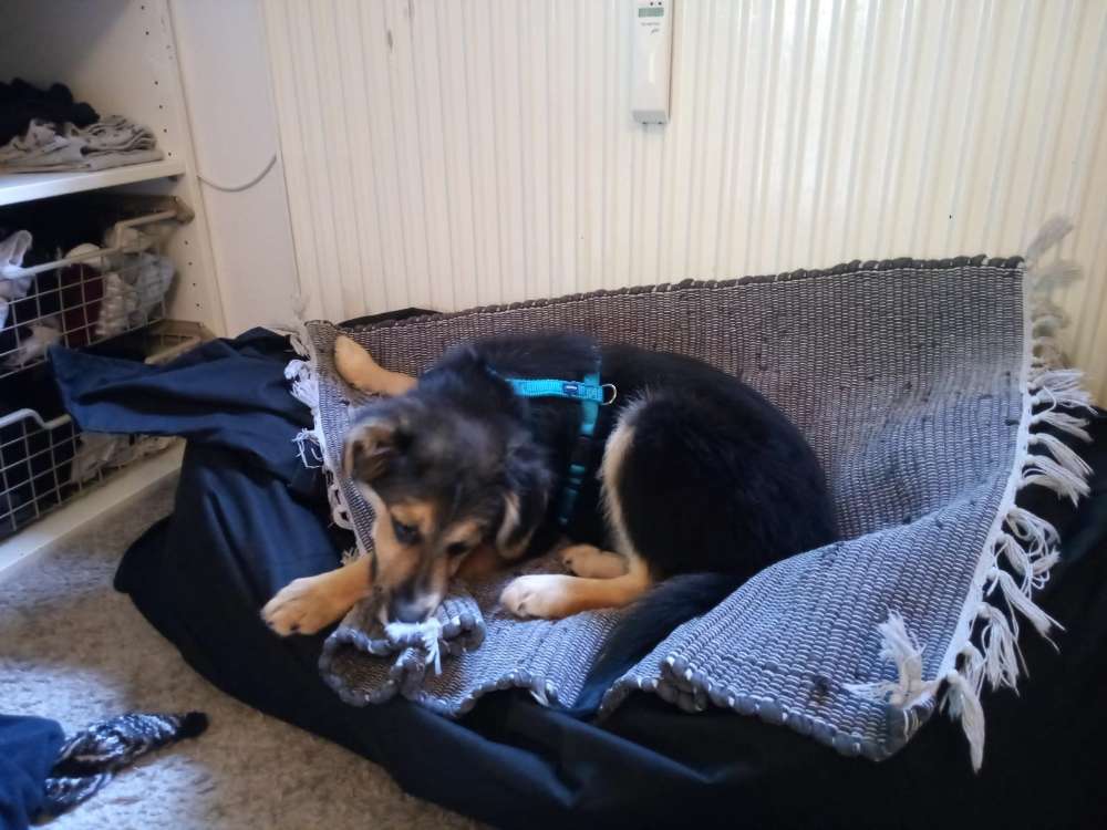 Hundetreffen-Welpen Sozialisierung-Profilbild