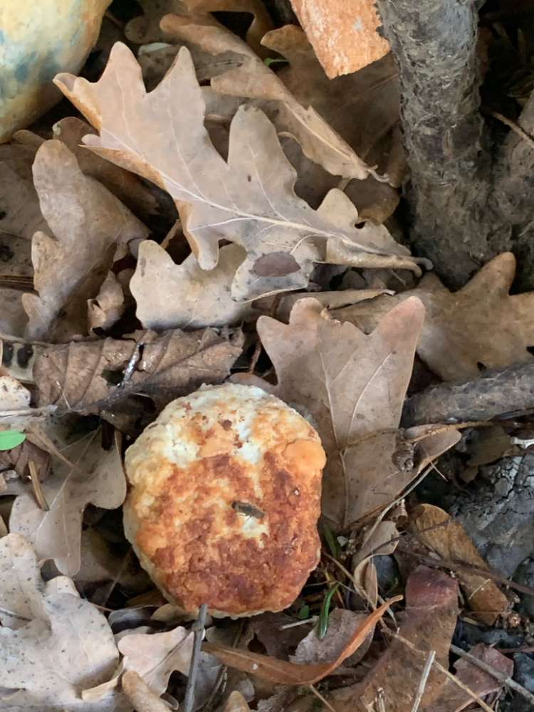 Giftköder-vermutl. Giftköder (Frikadellen)-Profilbild