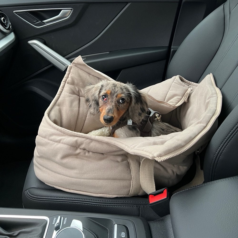 Hundetreffen-Spielfreund für Irmi gesucht-Profilbild