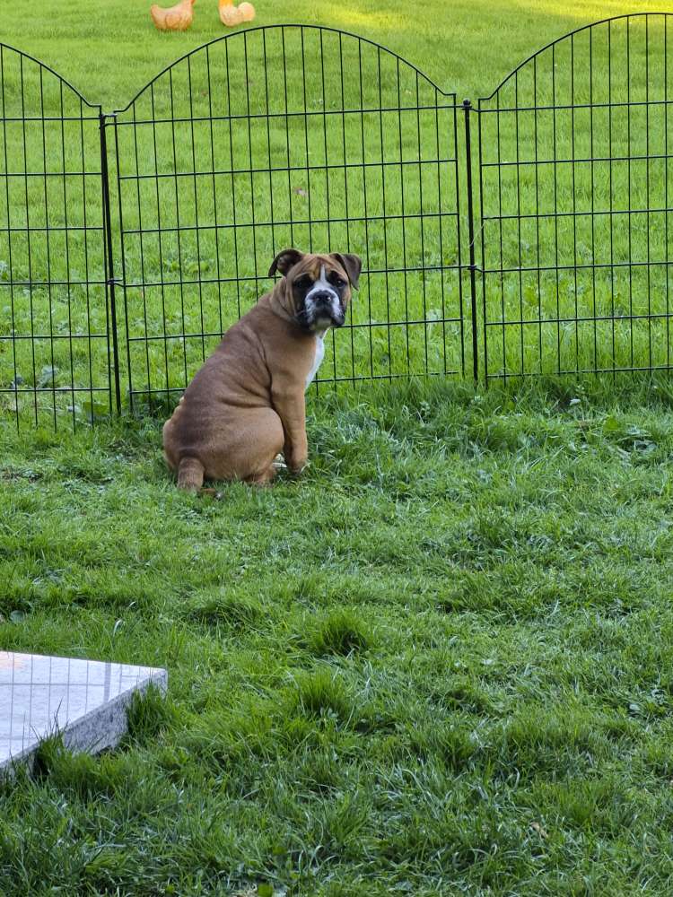Hundetreffen-Welpentreffen-Profilbild