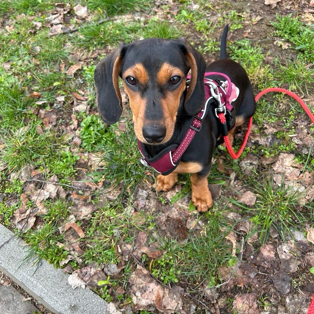 Hundetreffen-Hunde Gassirunde-Profilbild