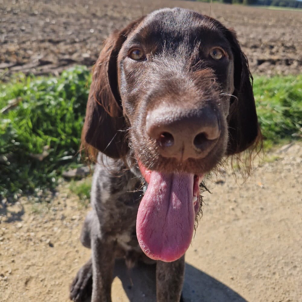 Hundetreffen-Amor sucht Hundefreunde-Profilbild