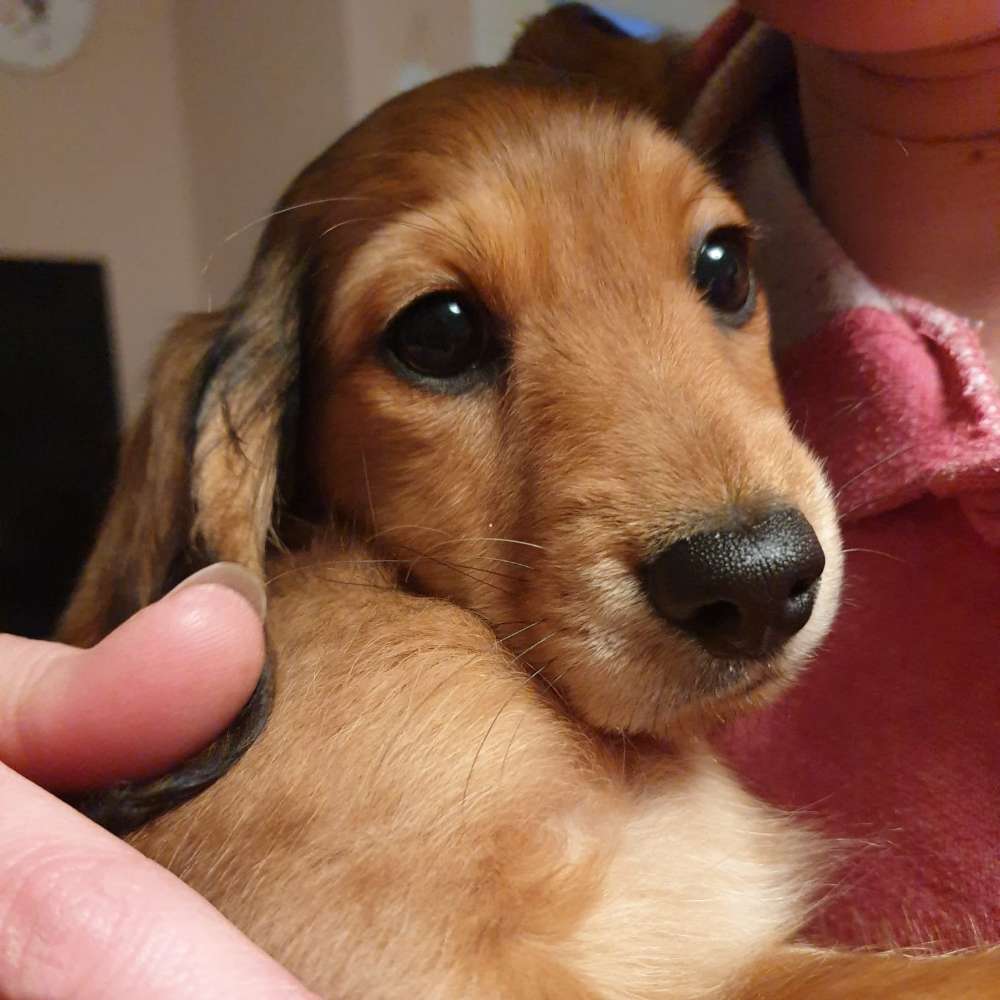 Hundetreffen-Welpentreffen-Profilbild