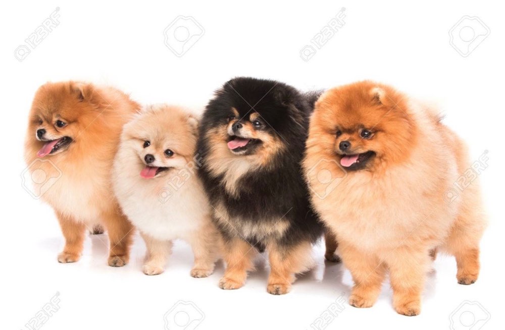 Hundetreffen-PomPom Treff-Profilbild