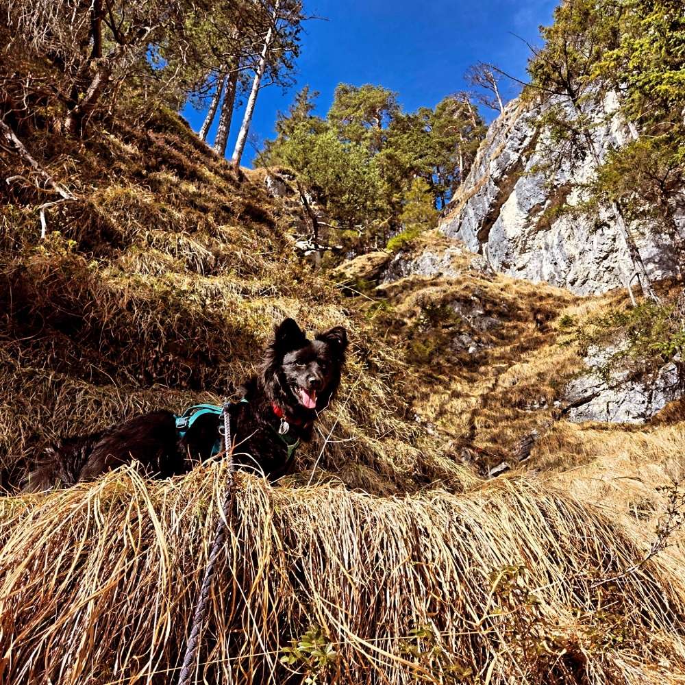 Hundetreffen-Spiele- Gassitreff-Profilbild