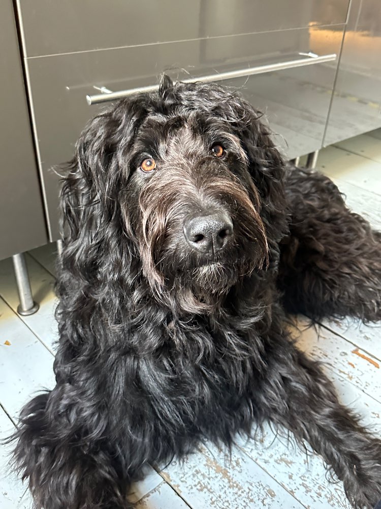 Hundetreffen-Große Hundefreunde gesucht-Profilbild