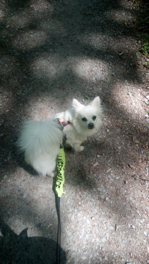 Hundetreffen-Social Walk-/Trainingspartner gesucht-Profilbild