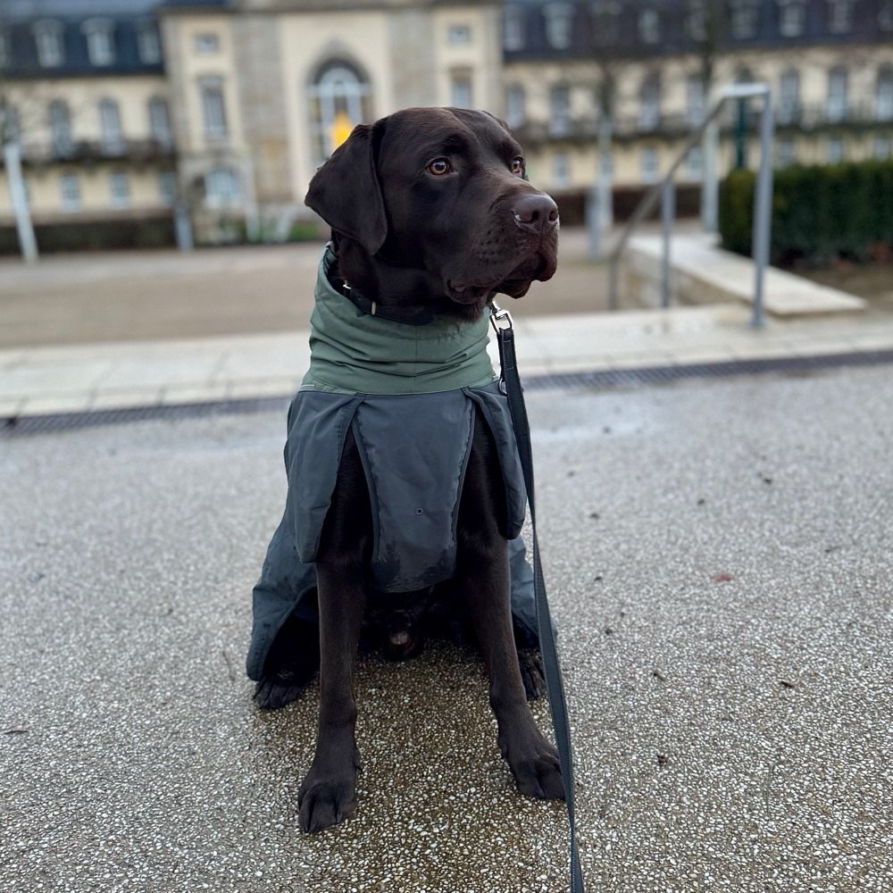 Hundetreffen-Gemeinsam Spazieren gehen-Profilbild