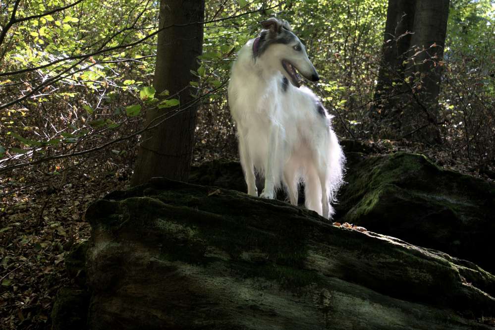 Hundetreffen-Kamera und Hund-Profilbild