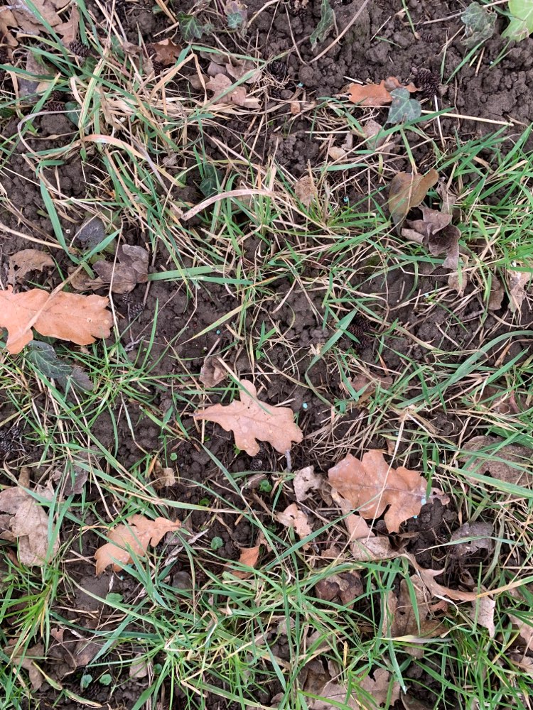 Giftköder-Blaue Kügelchen im Gras! (Rattengift)-Profilbild