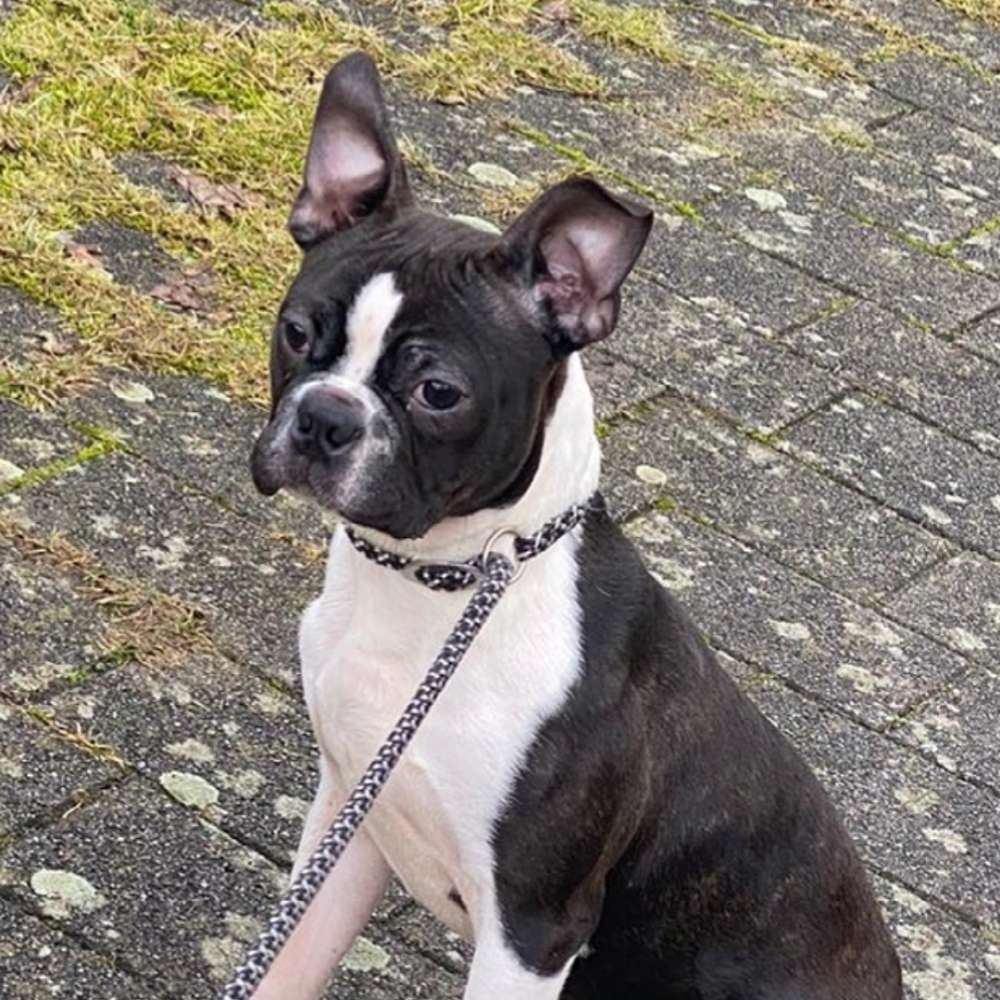 Hundetreffen-Spielgefährte gesucht!!!-Profilbild