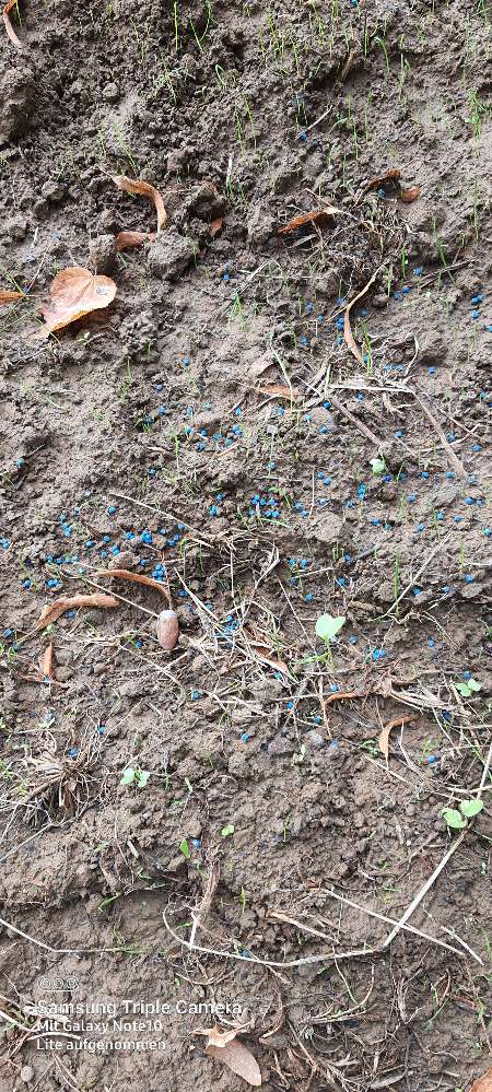 Giftköder-Schneckenkorn-Profilbild