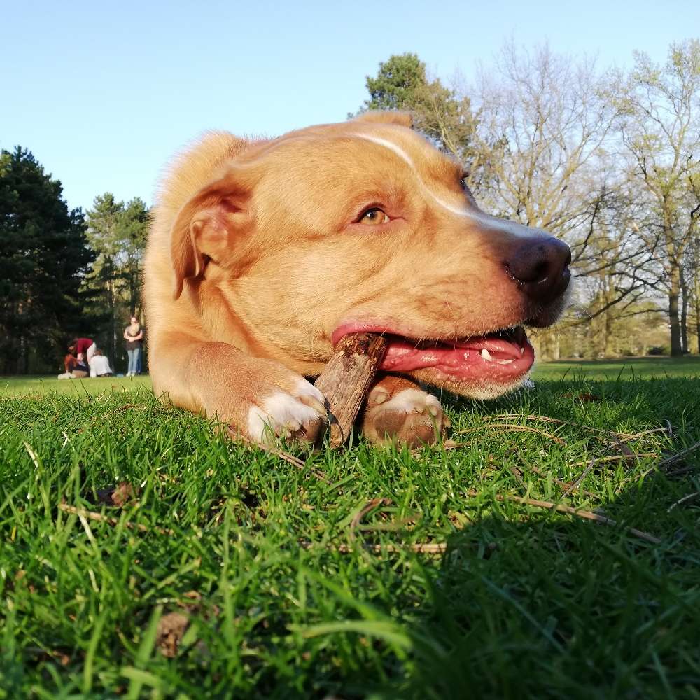 Hundetreffen-Ich suche für mich und meinem Hund Möglichkeiten zum trainieren mit Andre Hunde.-Profilbild