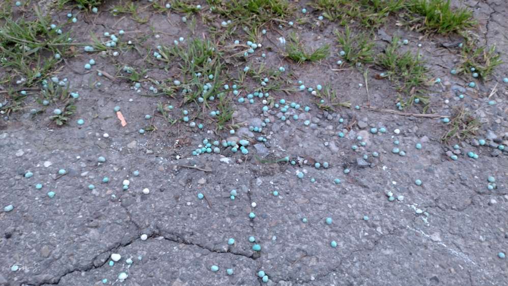 Giftköder-Blaukorn-Profilbild