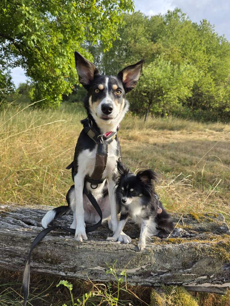 Hundetreffen-Gassitreff/Wandern/Hundesport-Profilbild