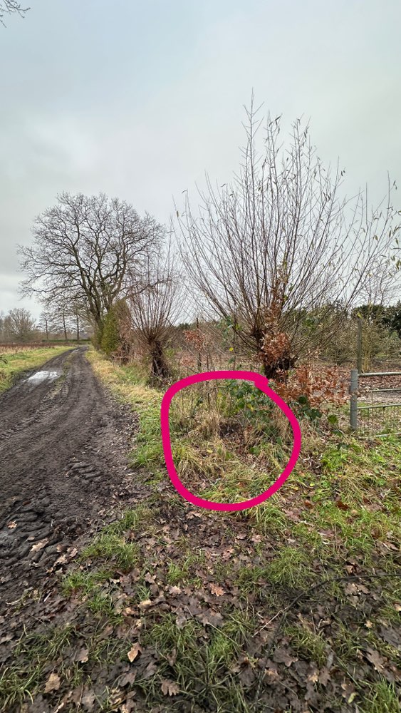 Giftköder-Rostiger Stacheldraht auf dem Boden-Profilbild