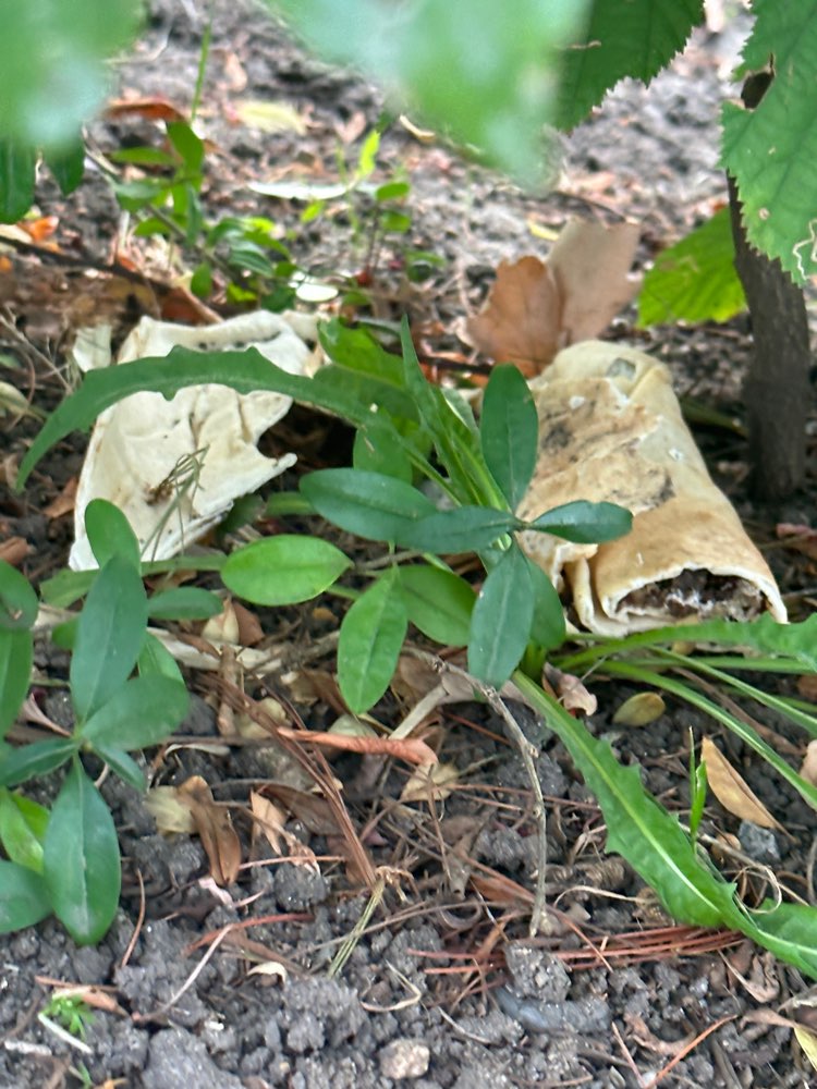 Giftköder-Evtl. Giftköder-Profilbild