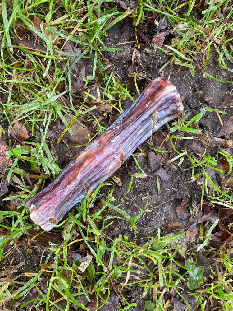 Giftköder-Kaustangen am Damm in Oestrum-Profilbild