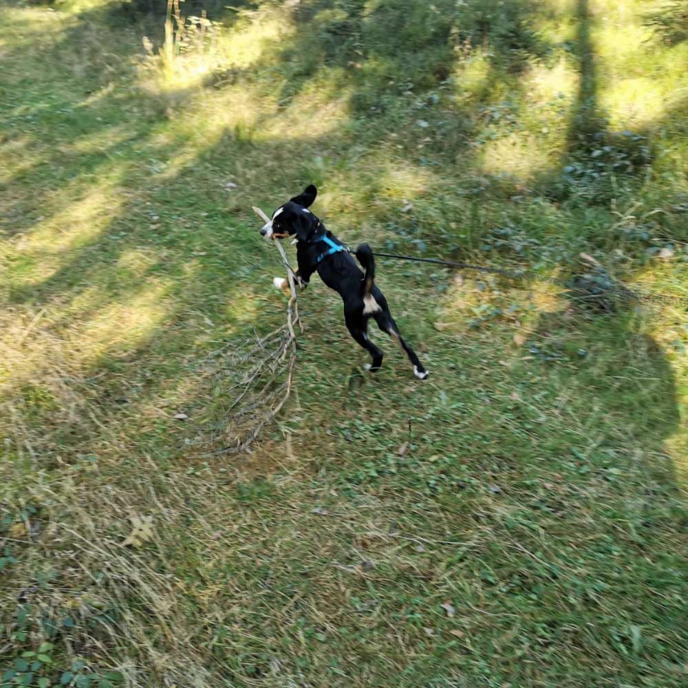Hundetreffen-Welpen/Junghund Runde Pressath-Profilbild