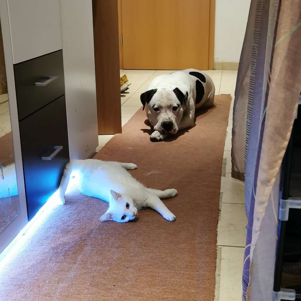 Hundetreffen-Hundebegegnungen, Social Walk, Gassi-Profilbild