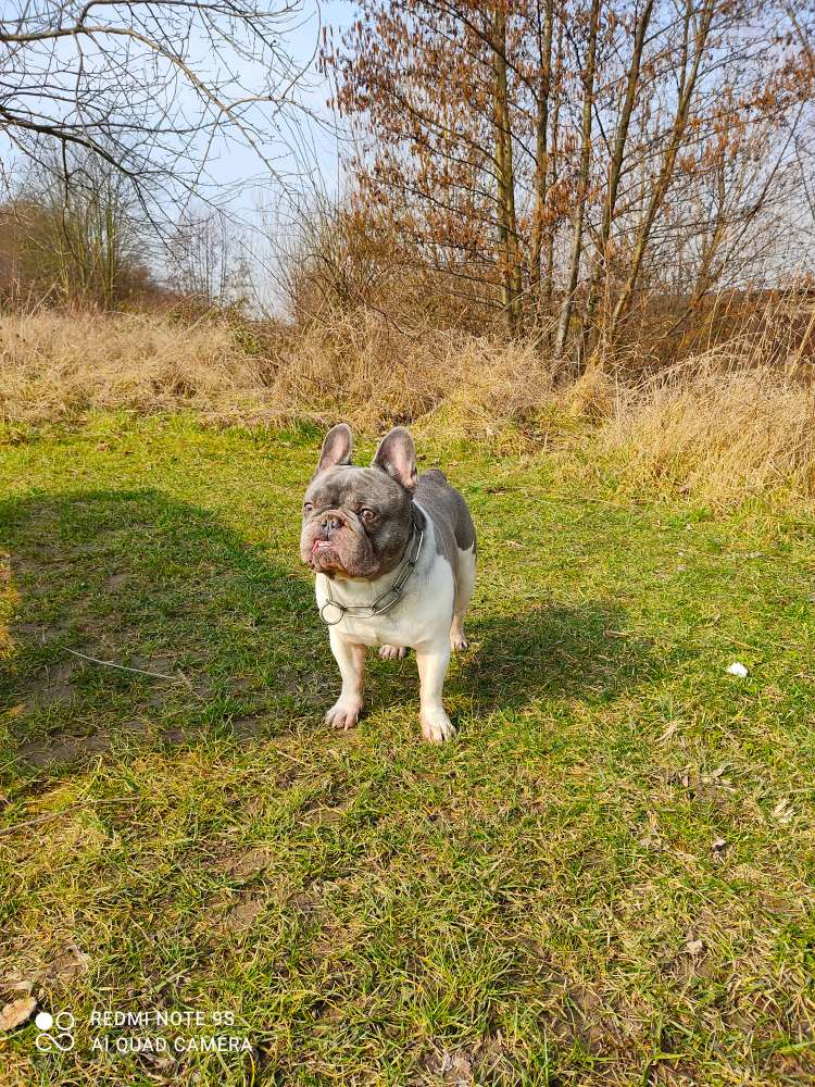 Suchmeldung-Alaric-Profilbild