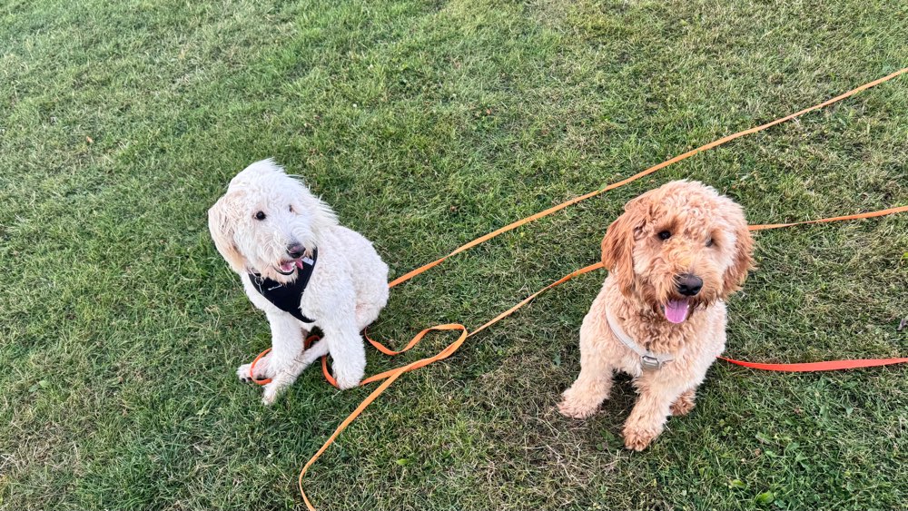Hundetreffen-Hundespaziergang in Husum-Profilbild