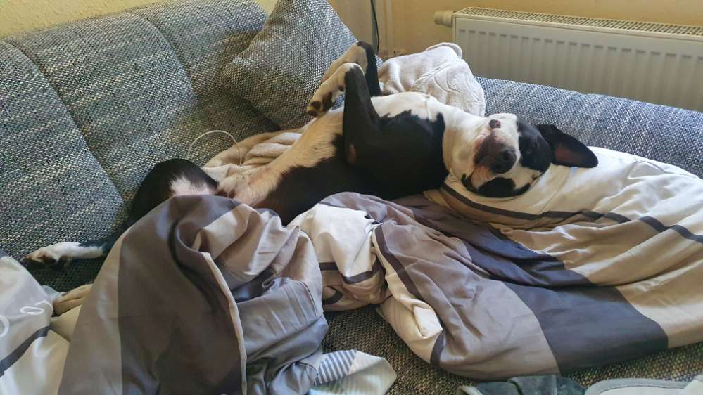 Hundetreffen-Suche dauerhaften Spielfreund-Profilbild