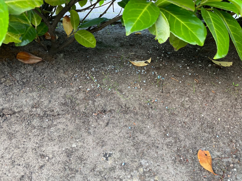 Giftköder-Rattengift-Profilbild