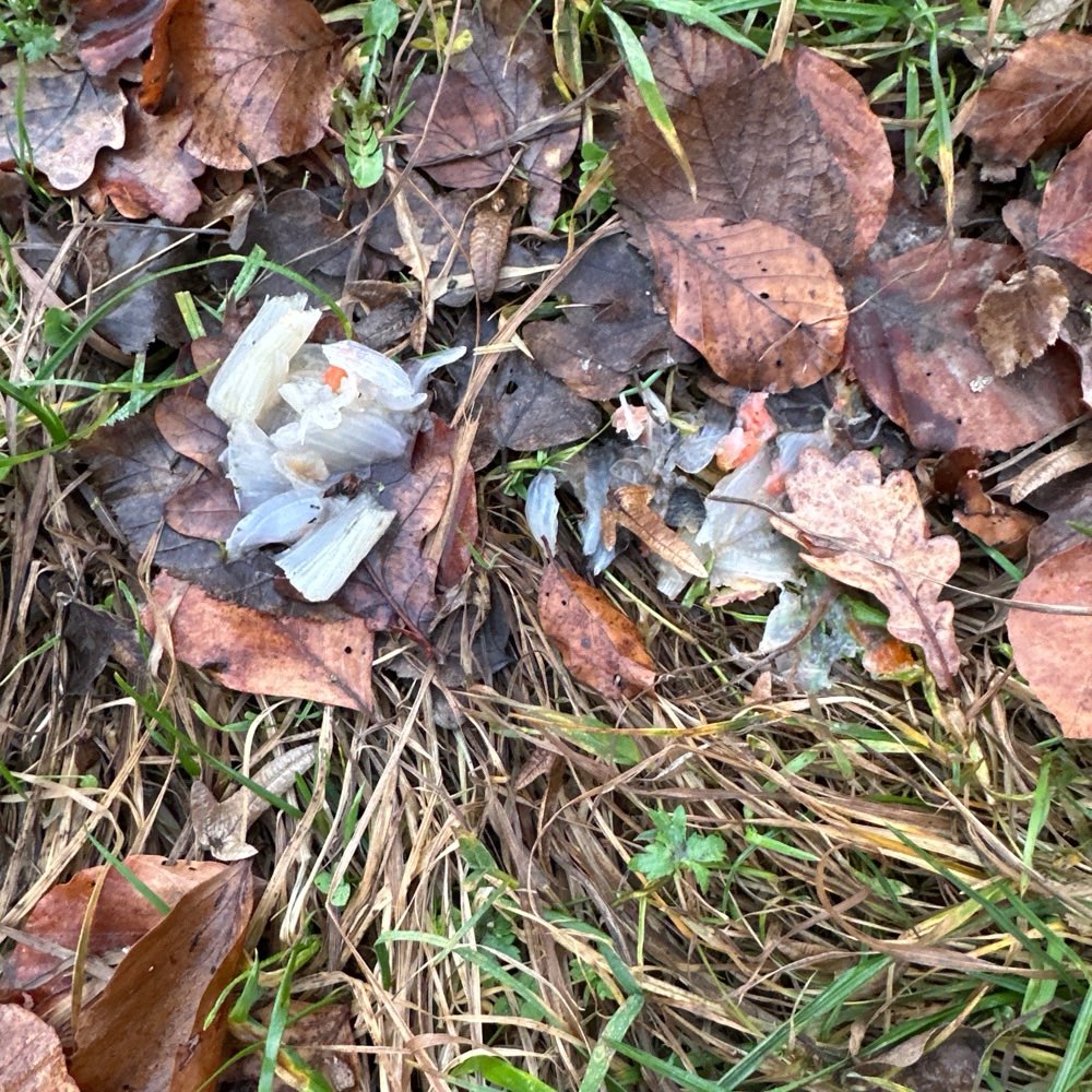 Giftköder-Klein geschnittene Zwiebel-Profilbild