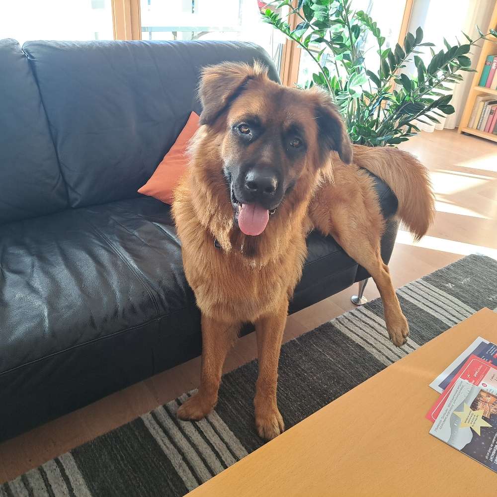 Hundetreffen-Spieltreff Villa Berg/ Schlosspark-Profilbild