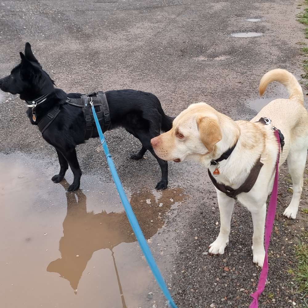 Hundetreffen-Spaziergang und Üben für Reaktive Hunde-Profilbild