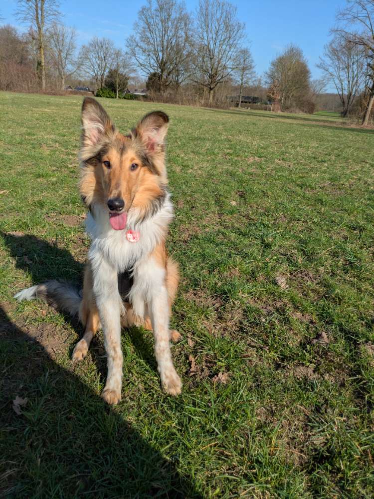 Hundetreffen-Sensibler Junghund sucht souveränen Spiel- und Spazierpartner-Profilbild