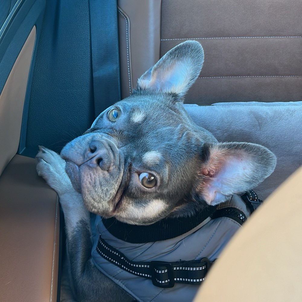 Hundetreffen-Spielpartner gesucht-Profilbild