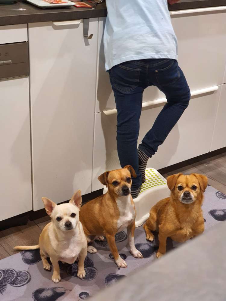 Hundetreffen-Treffen auf der Alb-Profilbild