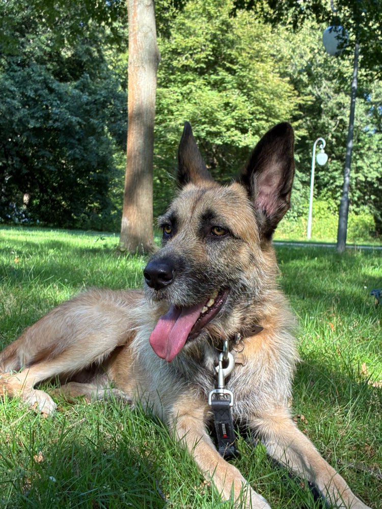 Hundetreffen-Walks/Playdste with Aska-Profilbild