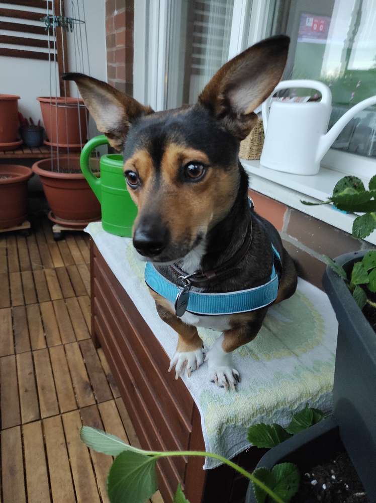 Hundetreffen-Hunde-/Dackelfreunde gesucht-Profilbild