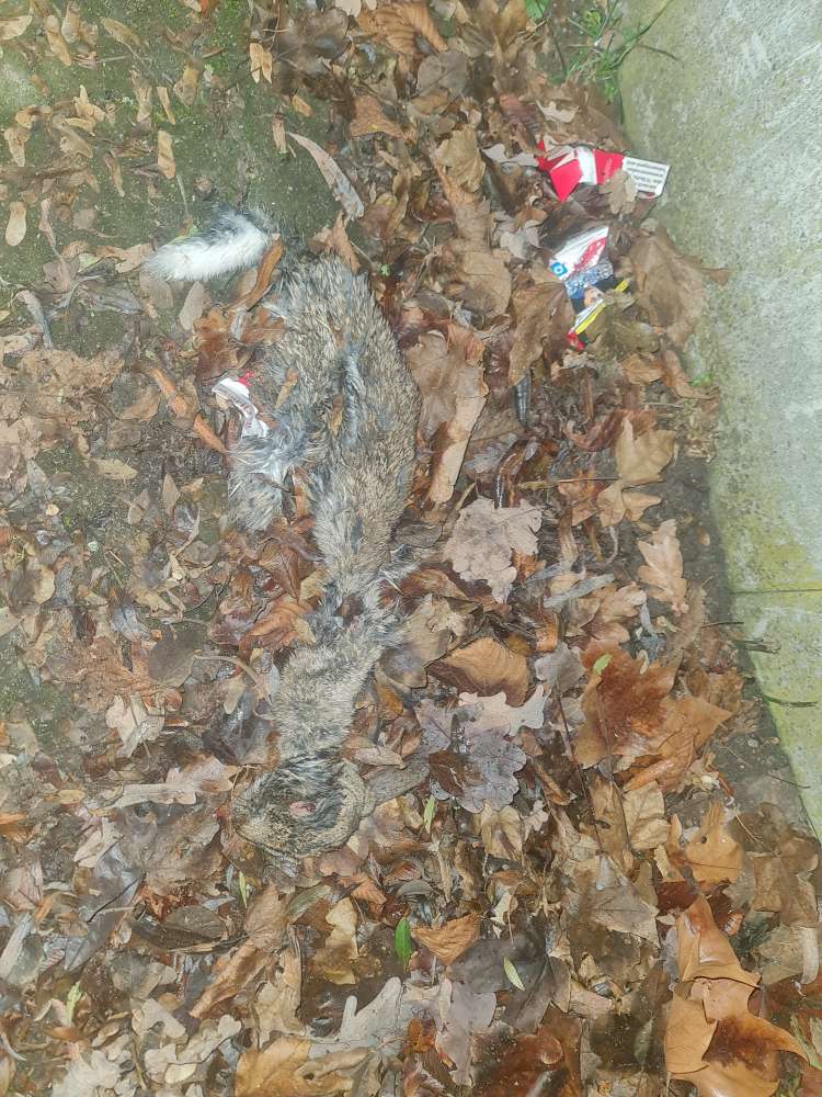 Giftköder-Kadaver-Profilbild