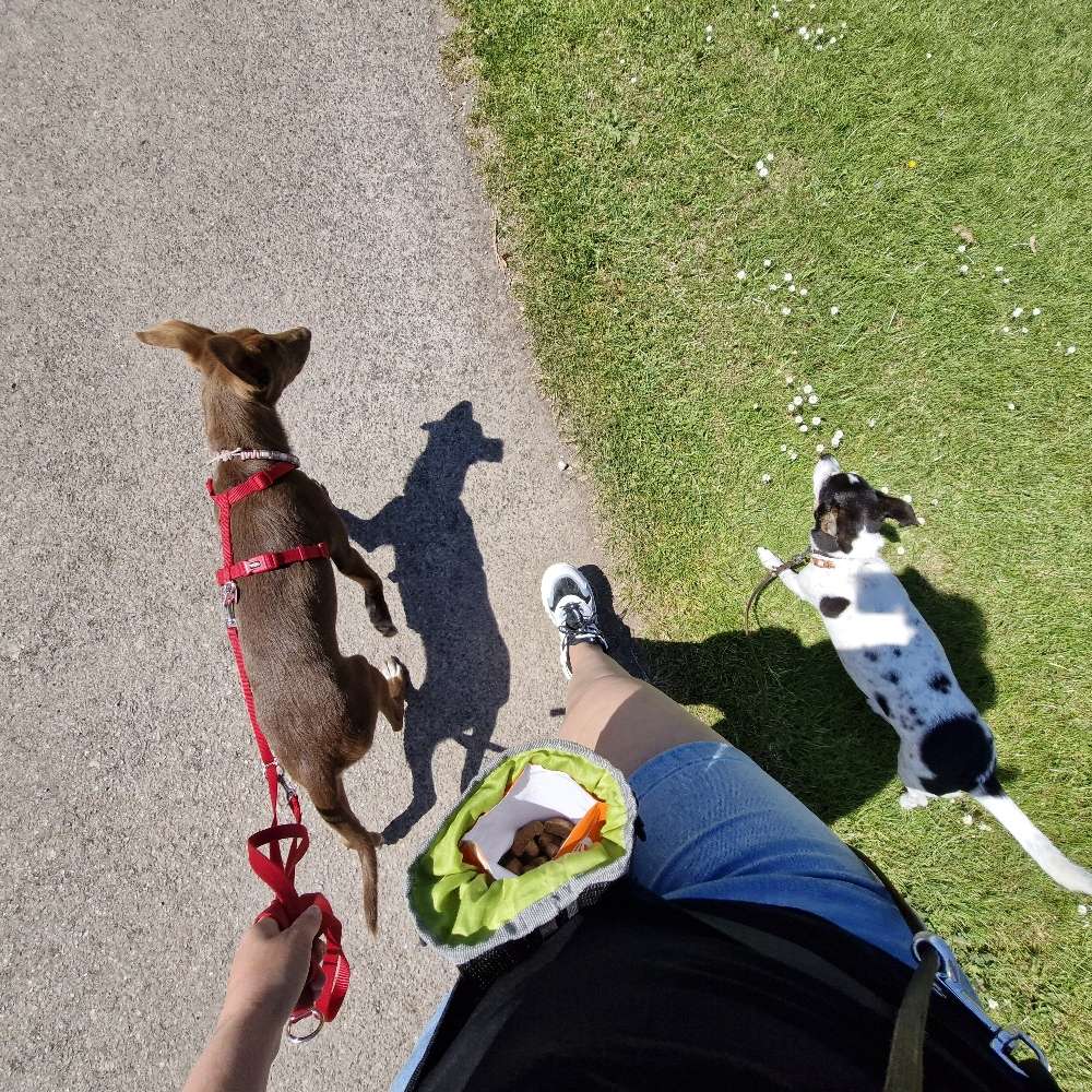 Hundetreffen-Spielen & Lernen-Profilbild