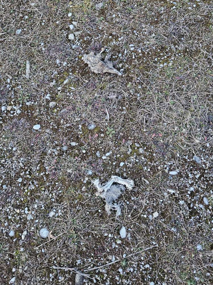 Giftköder-Kadaverreste-Profilbild