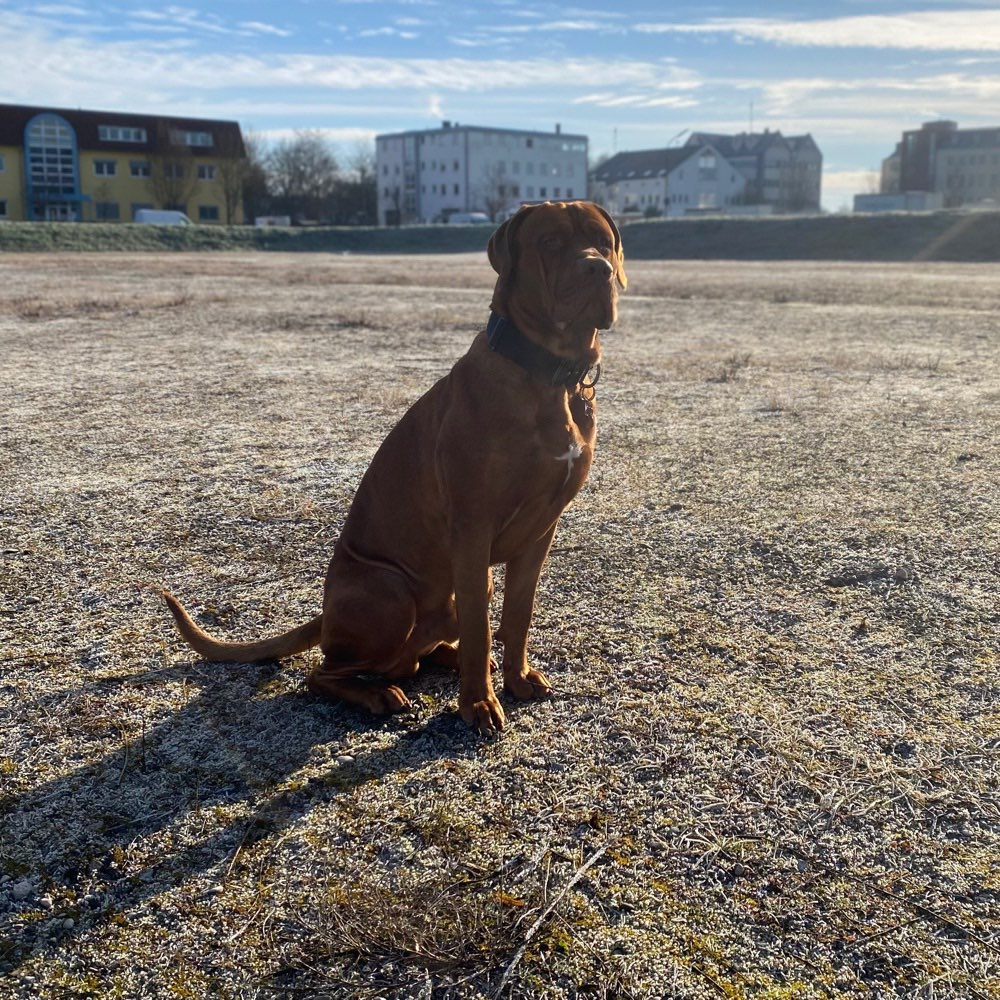 Hundetreffen-Spielkameraden/Trainingspartner-Profilbild